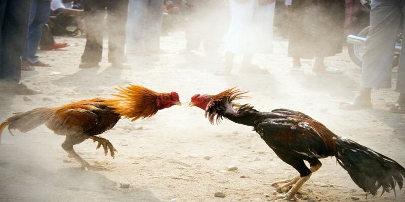 Tất tần tật cách chọn gà chọi mang lại hiệu quả