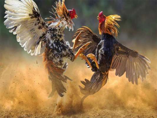 Anh em cần quan tâm về chế độ dinh dưỡng khi chăm gà đá